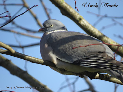 Common wood pigeon - Columba palumbus