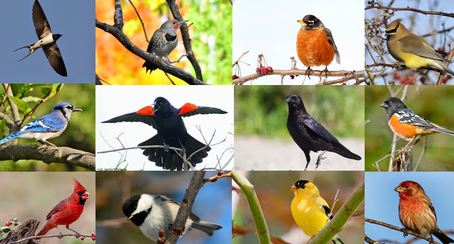 Quiz Can You Name These 20 Common North American Backyard Birds Quiz Can You Name These 20 Common North American Backyard Birds Kuriositas
