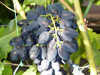  сорта винограда