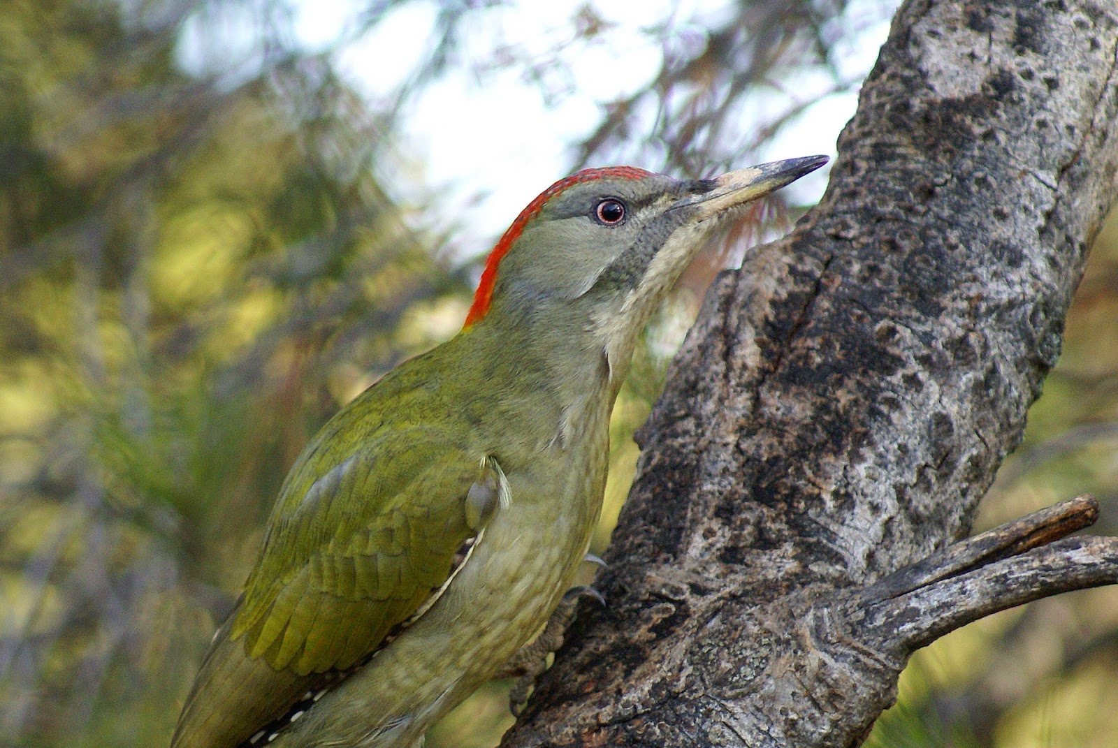 Pasión por las aves Pito real.(Picus viridis)