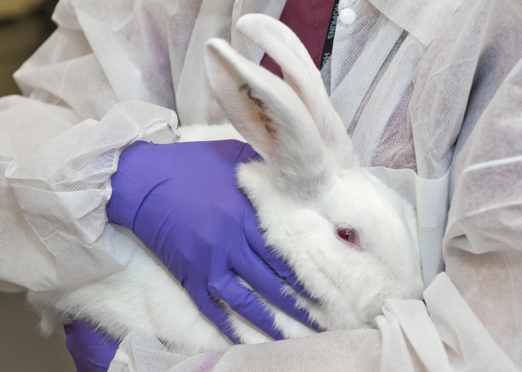 Lab Animal Vet Q 19. Rabbit Bacterial Diseases.