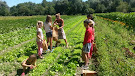 Harvesting Lettuce in the field