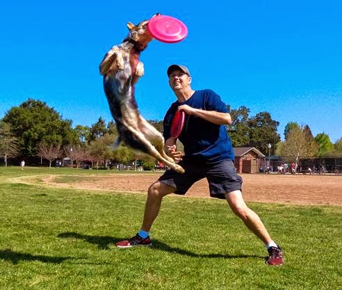 Getting dog discs for your sport dog