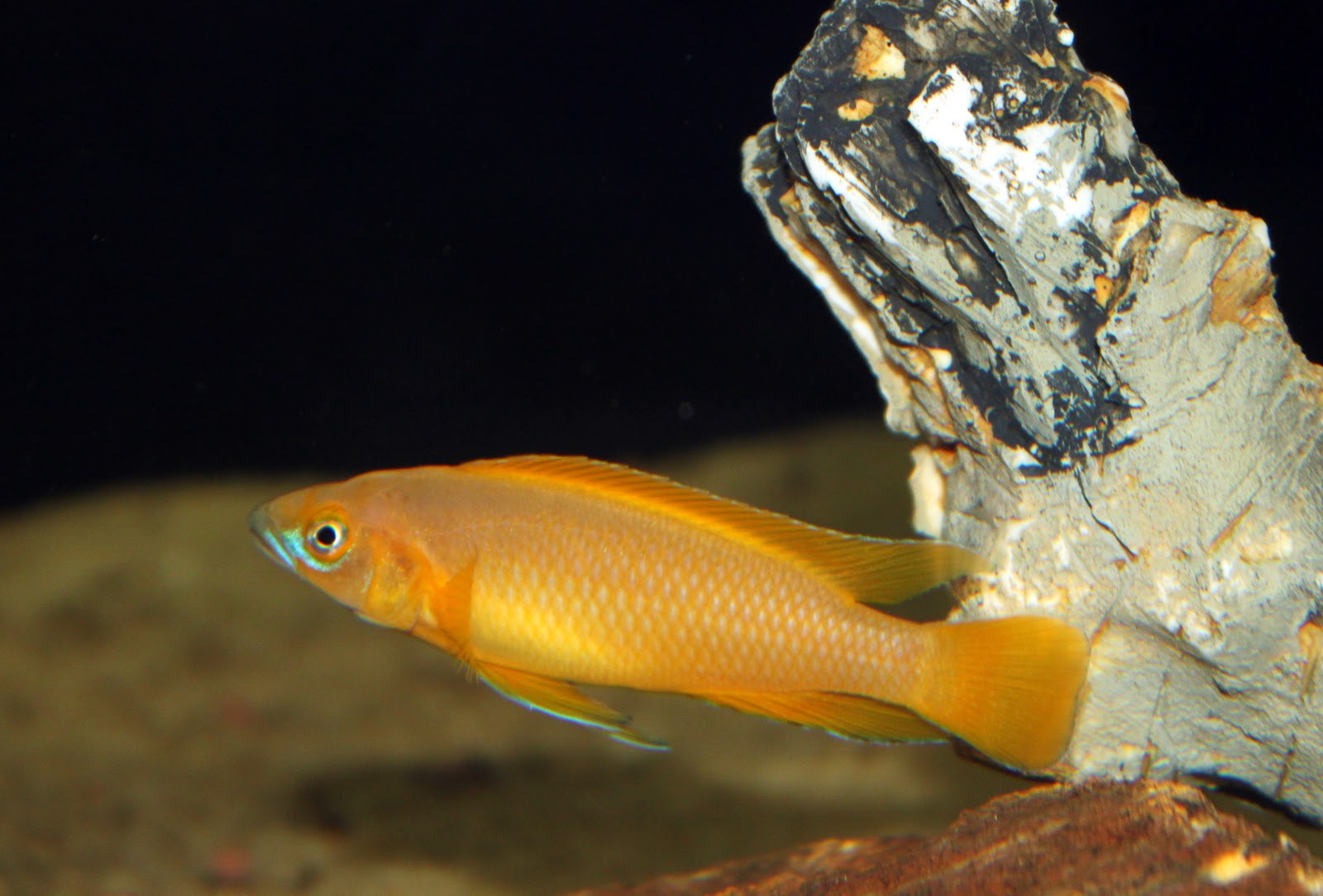 JaiCichlids Neolamprologus Leleupi Breeding