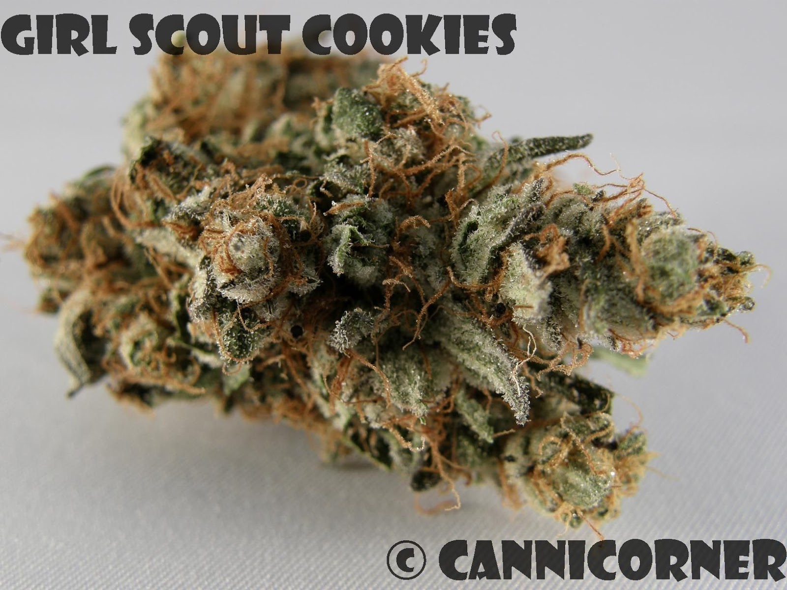 CanniCorner Girl Scout Cookies (Cherry Pie x OG Kush)