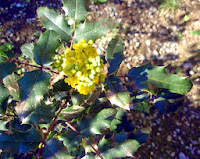 Flores de la mahonia