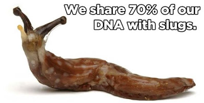 animal facts, amazing animal facts, facts about animals, we share 70 percent of our dna with slugs