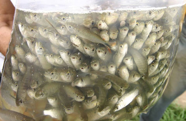 Prefeitura de Piranhas assina convênio com Governo do Estado para distribuição de mais de 10 mil alevinos