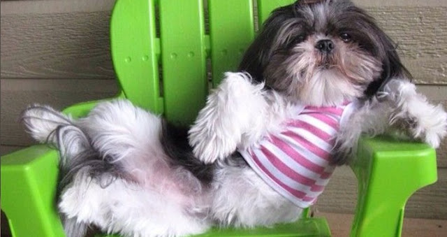 10 sinais de que seu SHIH TZU te faz de empregado