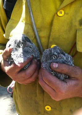 Western Screech Owlets saved from fire