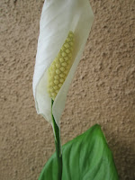Peace lily's bloom