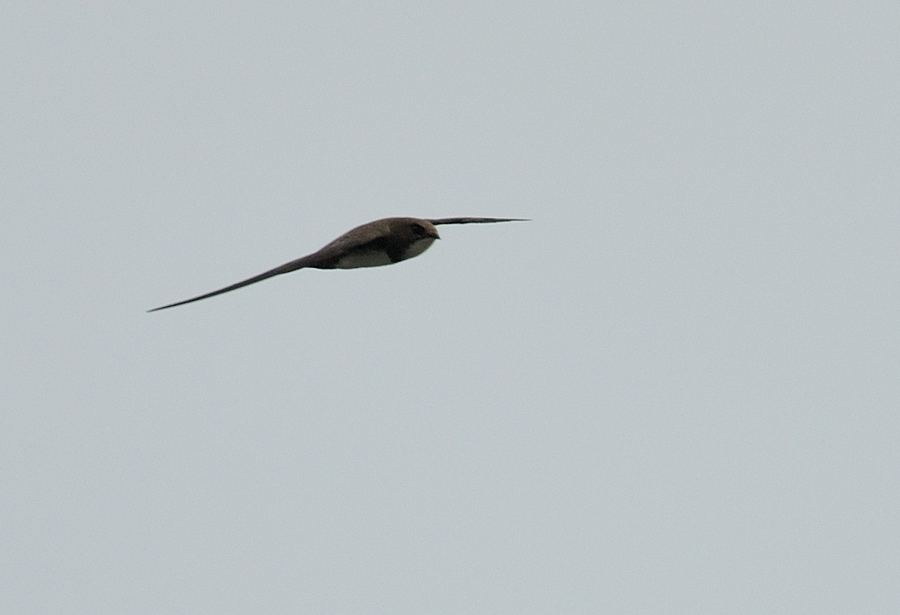 Steve Rogers birding: Alpine Swift on long weekend in Newquay
