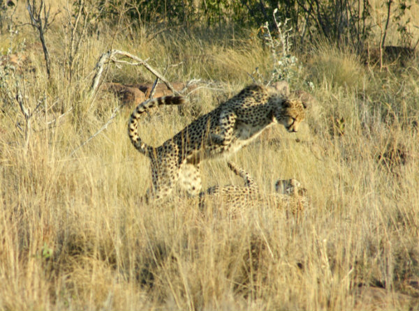 Cheetas, Welgevonden Game Reserve (Game Drive Kololo Game Reserve) | Happy in Red Cheetas, Welgevonden Game Reserve (Game Drive Kololo Game Reserve) | Happy in Red