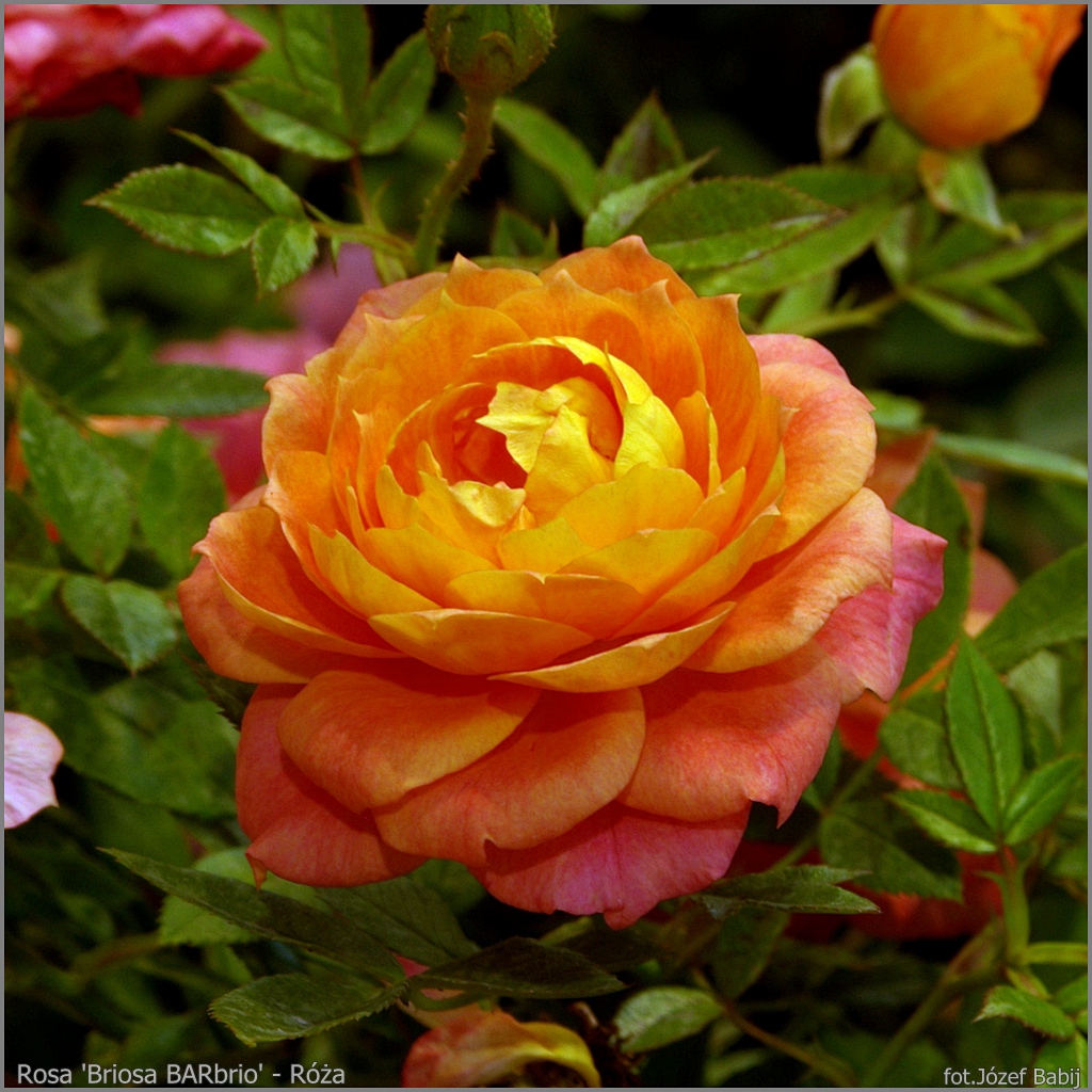 Plant Gallery - Encyklopedia Roślin: Rosa 'Briosa BARbrio' - Róża ...