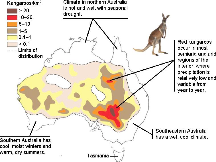 WHERE DO KANGAROOS LIVE? The Garden of Eaden WHERE DO KANGAROOS LIVE? The Garden of Eaden