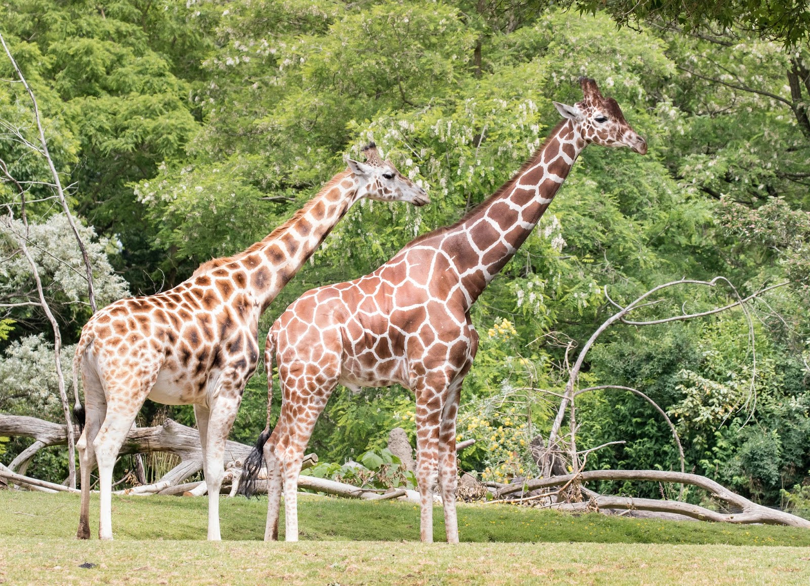 What to Expect When You're Expecting a Baby Giraffe