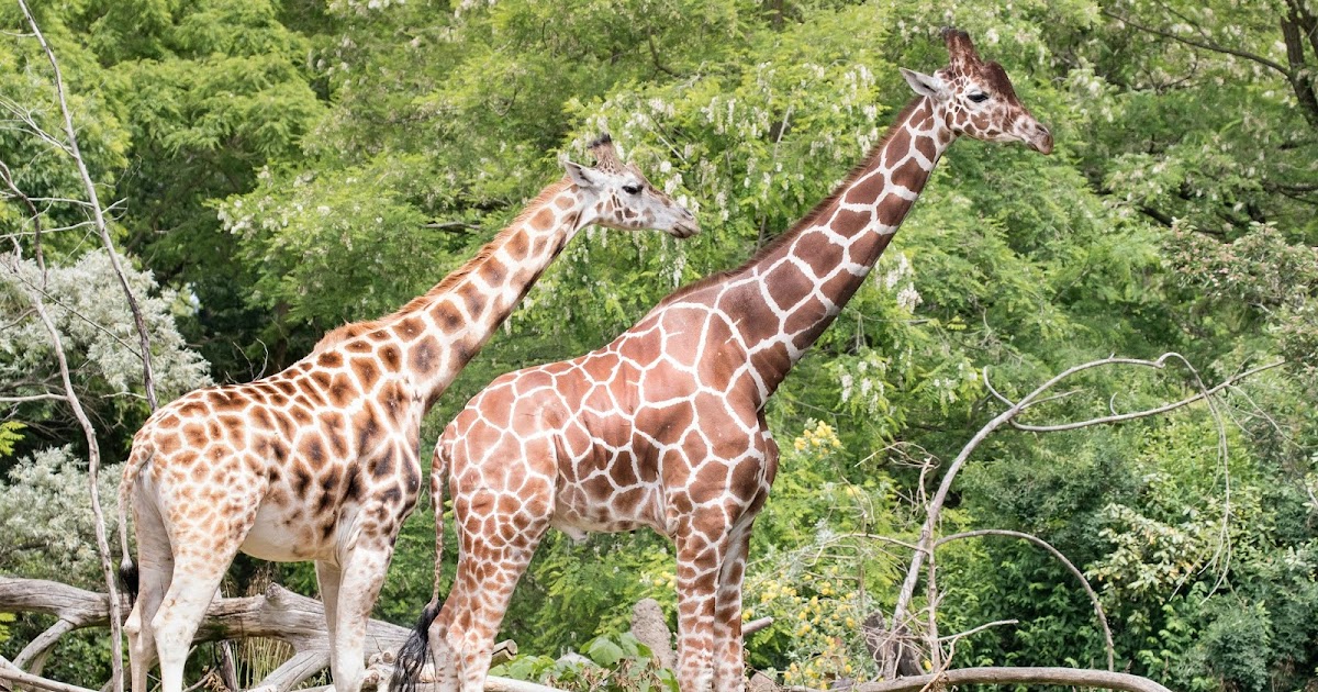 Yes, They Used A Real Giraffe For The Last Of Us Season 1 Finale