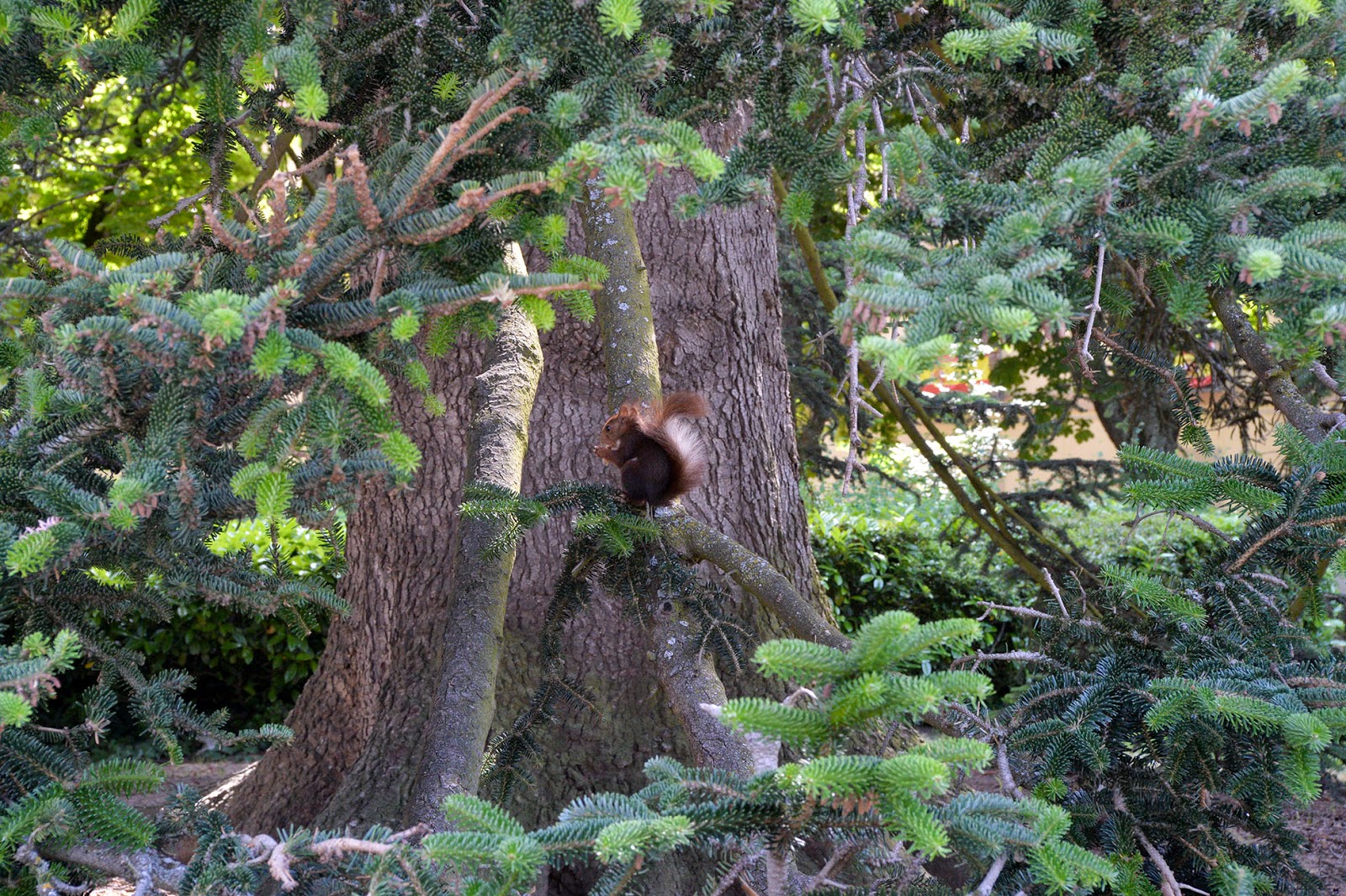 squirrel sequoia royal palace palacio real la granja segovia madrid spain