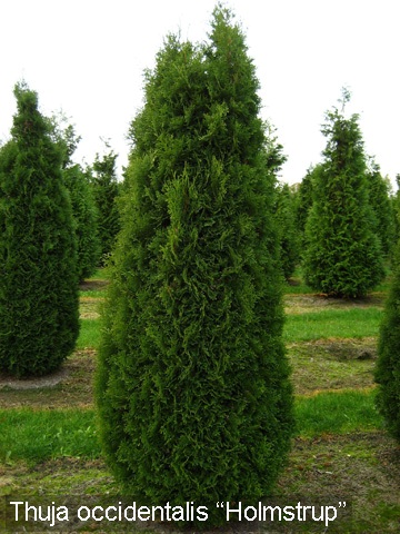 ХВОЙНЫЕ РАСТЕНИЯ : Туя западная "Holmstrup"