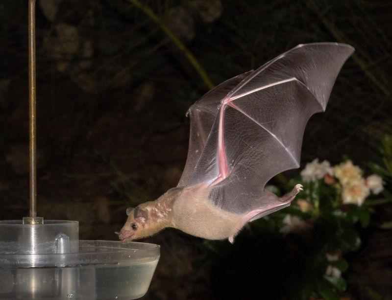 Who's Been Drinking My Hummingbird Food at Night?