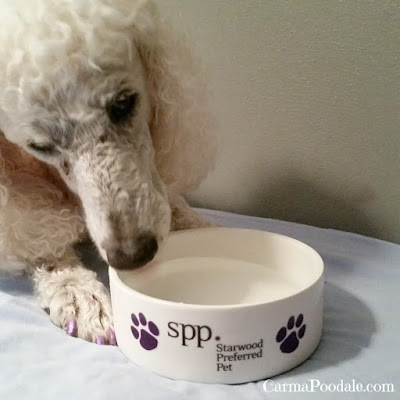 Poodle drinking out of SPP bowl