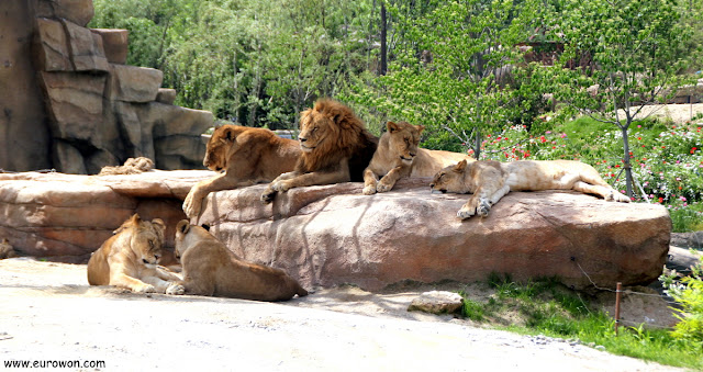 Grupo de leones dormitando en el parque de atracciones Everland de Corea
