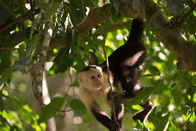 First North American monkey fossils found in Panama Canal excavation First North American monkey fossils found in Panama Canal excavation