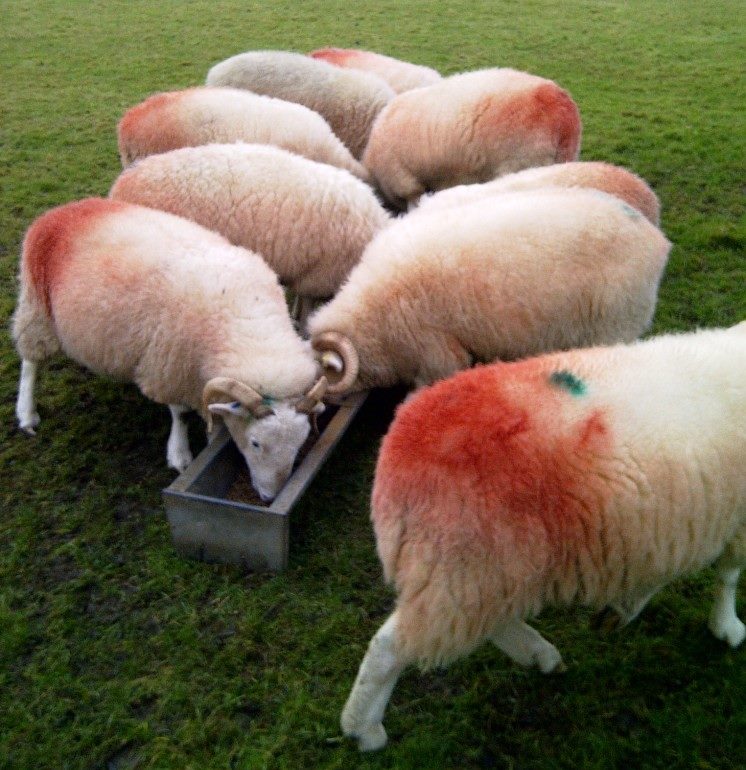 Michael Peverett: This name is like the dyed wool of living sheep.