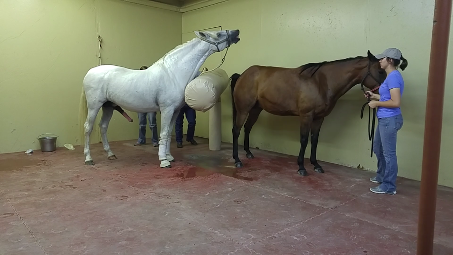 The Reeling An Unexpected Mareventure Collection