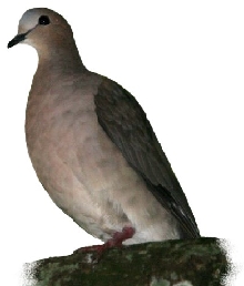 Passaros E Aves Da Familia Columbidae Klima Naturali