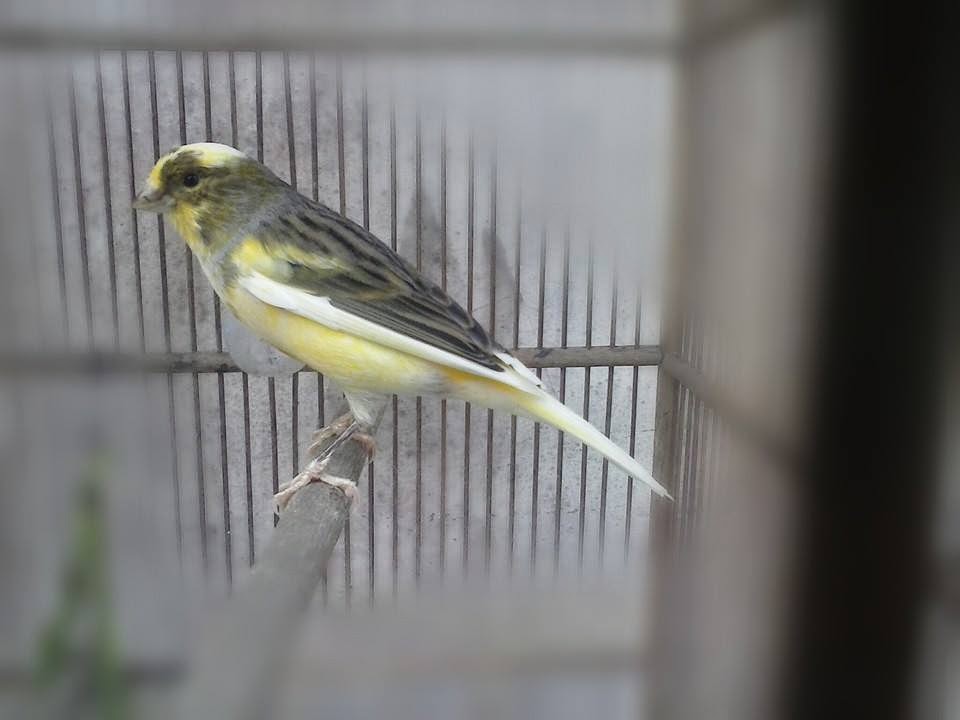 Harga Anakan F1 Kenari - Catet l