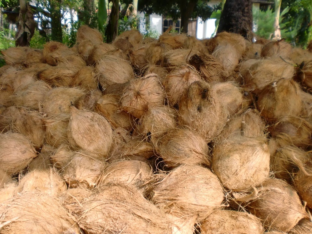 rajahbusiness COCONUT IN MALAYSIA