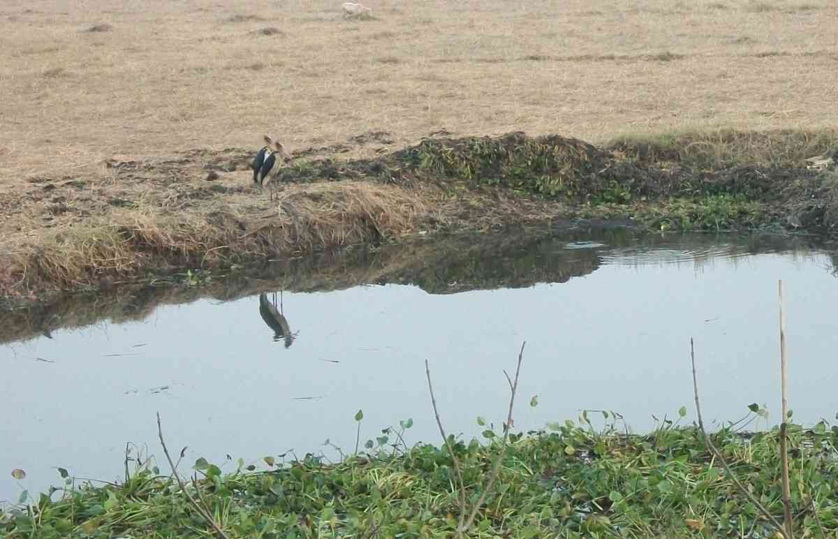 A pair of lesser adjutant storks