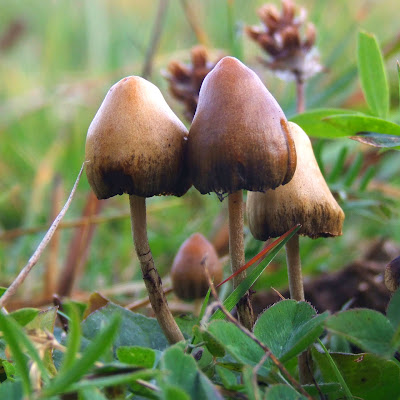Evolutionary relationships among species of “magic” mushrooms shed new light on fungi
