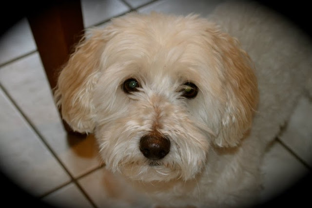 Coton de Tulear