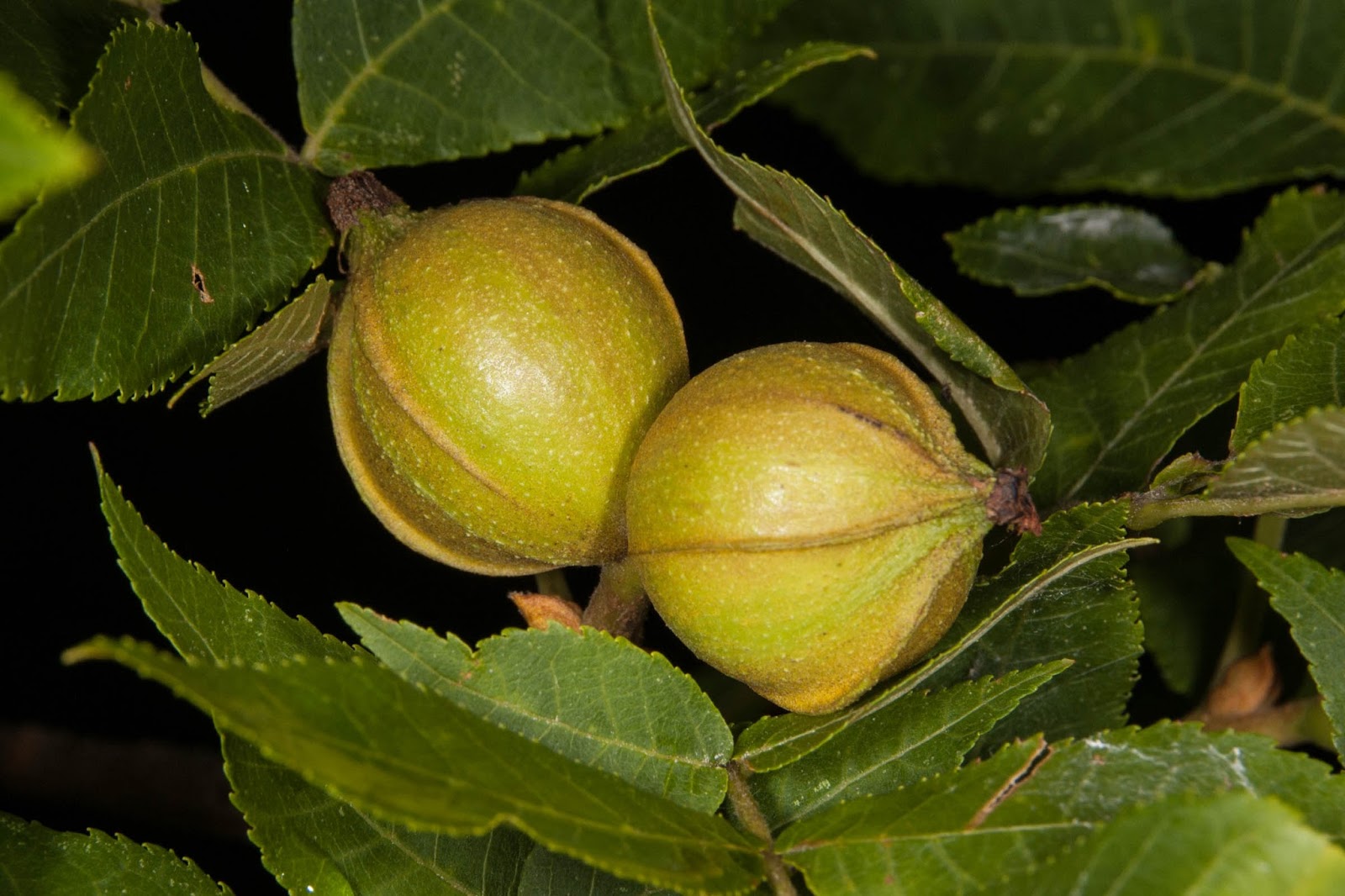 Champlain Islands' Nature Bitternut Hickory