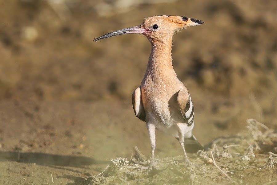 how to you pronounce hoopoe