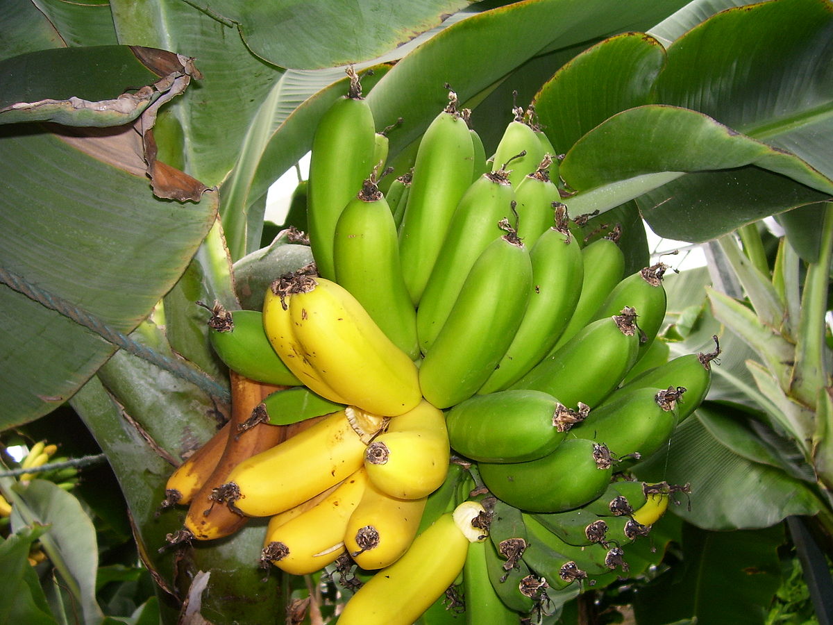 Banana facts wikipedia Breadfruit Benefits