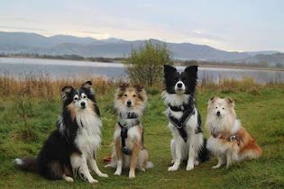More about us and our dogs - click below