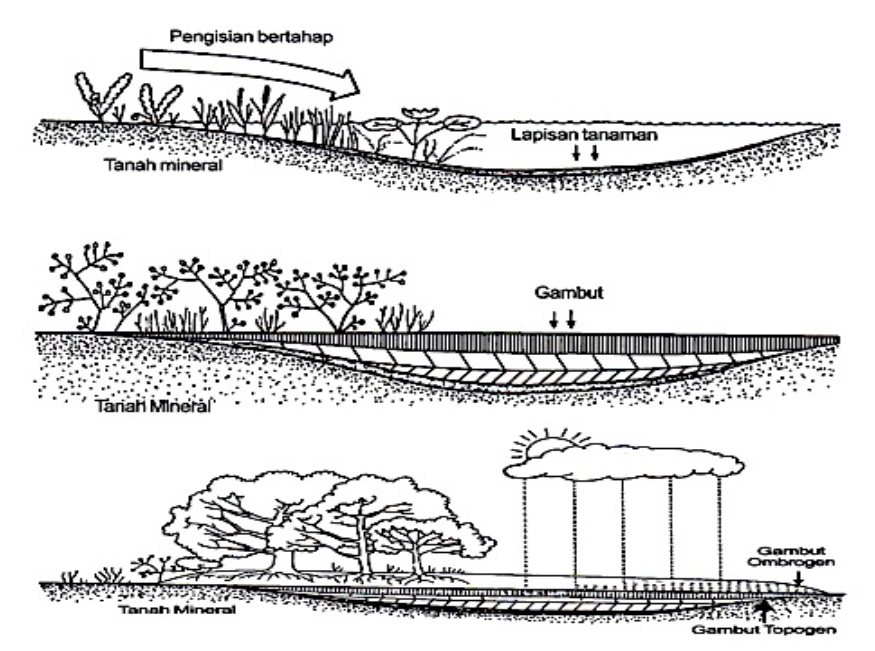 Pengertian dan Karakteristik Lahan Gambut | Restorasi Gambut