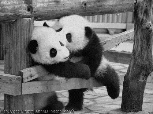 Two pandas kissing.