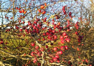 hawthorn berries hawthorn berries