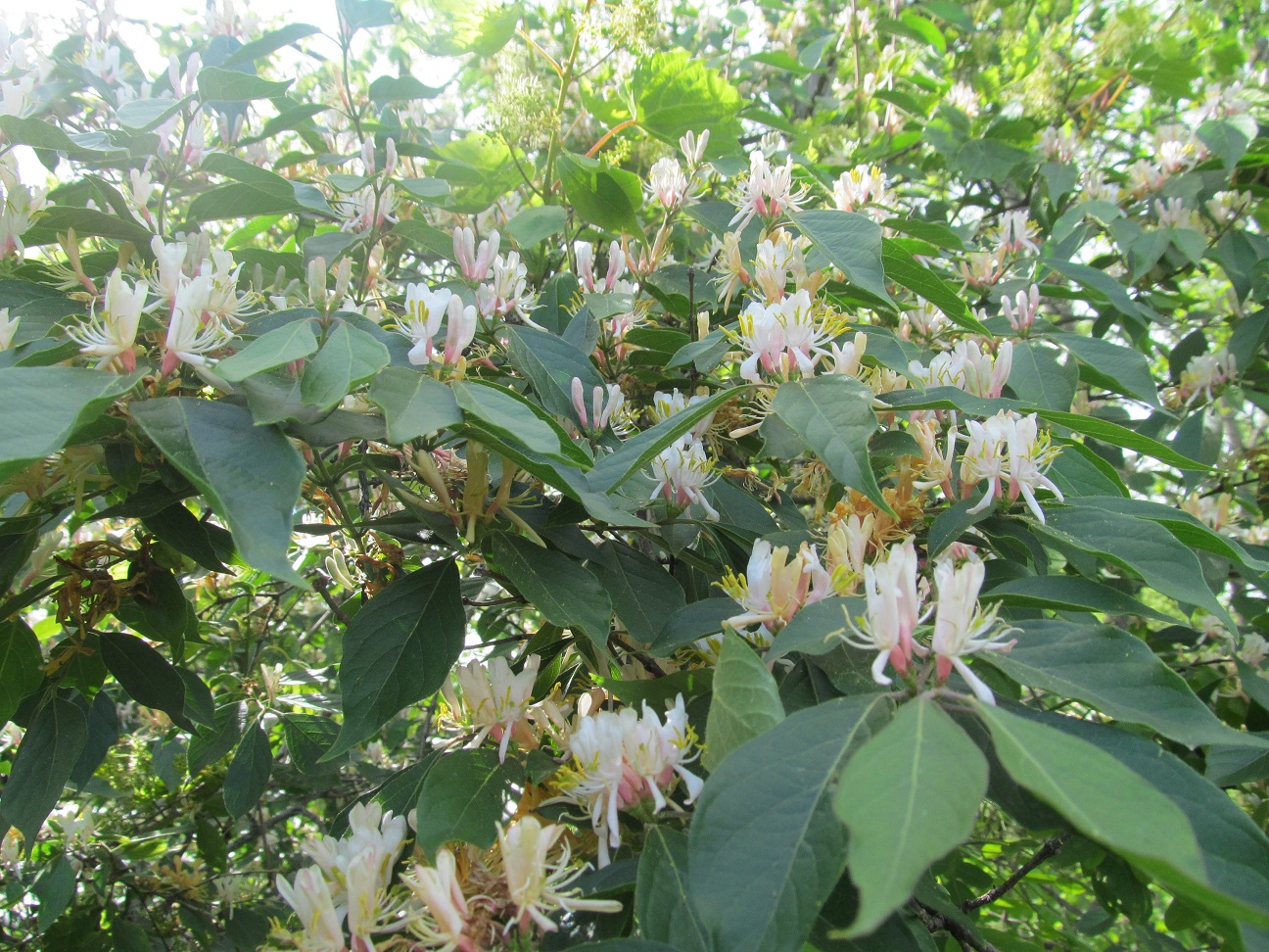 LL Farm Jasmine or Honeysuckle