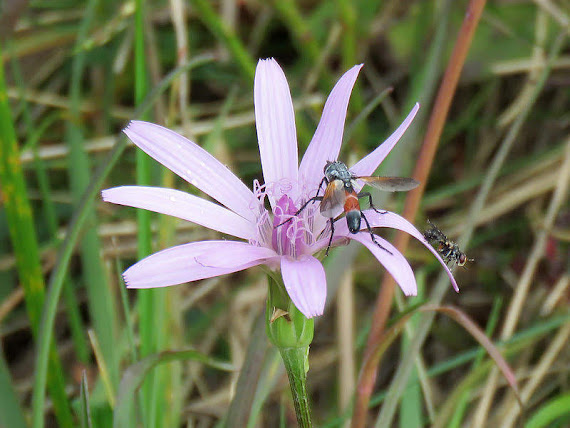 Wężymord górski (Scorzonera rosea Waldst. & Kit.).