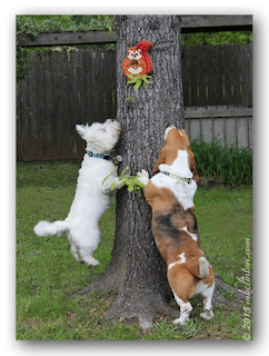 Westie and Basset jumping up on tree to catch toy squirrel