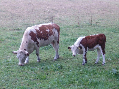 أجمل صور حيوان البقرة photo vache
