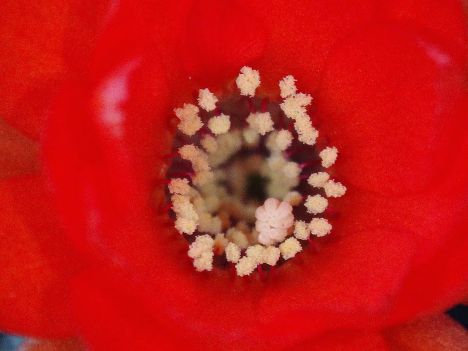 Uma flor por dia: Cacto-amendoim
