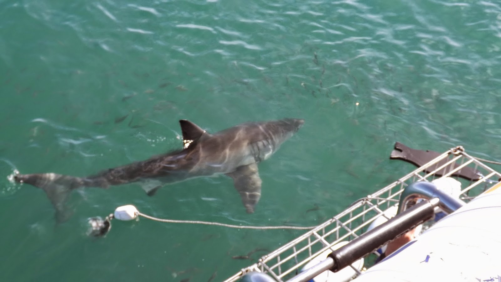 Free Times: Great White Sharks Up Close