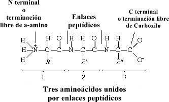 Proteína: estructura general y propiedades de las proteínas Proteína: estructura general y propiedades de las proteínas