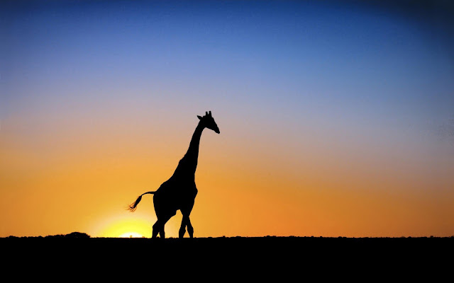 Wallpaper with a silhouette of a giraffe at sunrise